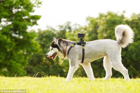 sonydogcam